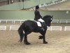 dressage horse Arend van de Zonschate (Friese, 2000, from Pike)