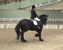 dressage horse Arend van de Zonschate (Friese, 2000, from Pike)