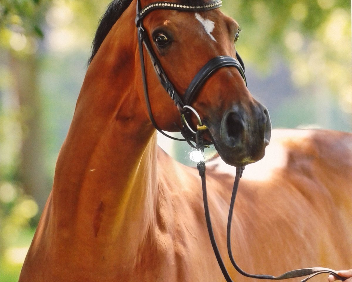 horse Pari-Aire (Danish Warmblood, 1998, from Akinos)