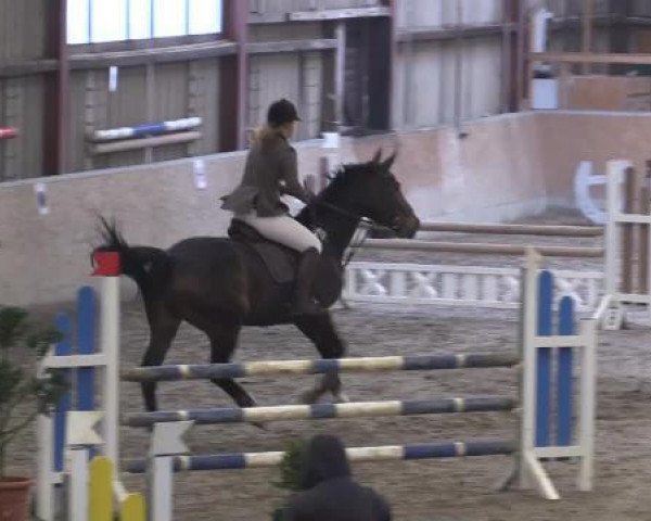 jumper Wil Wel (KWPN (Royal Dutch Sporthorse), 2003, from El Bundy)