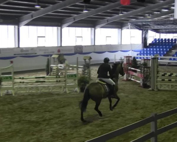 jumper Valerio W (KWPN (Royal Dutch Sporthorse), 2002, from Baloubet du Rouet)