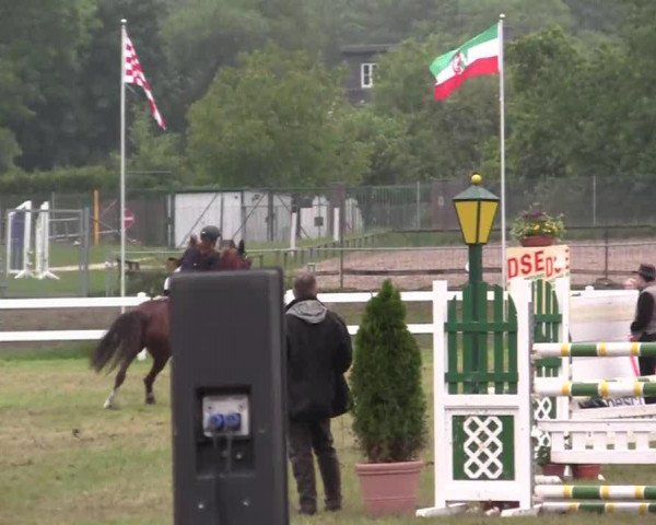 jumper Ulrieke (KWPN (Royal Dutch Sporthorse), 2001, from Lorton)