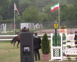 Springpferd Ulrieke (KWPN (Niederländisches Warmblut), 2001, von Lorton)