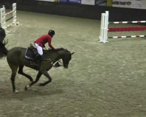 Springpferd Bounty de F (KWPN (Niederländisches Warmblut), 2006, von Ultimo)