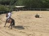 jumper Ben Liebrand (KWPN (Royal Dutch Sporthorse), 2006, from Hamar)