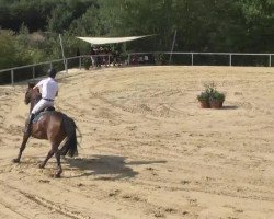 Springpferd Ben Liebrand (KWPN (Niederländisches Warmblut), 2006, von Hamar)