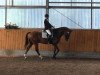 dressage horse Amigo for ever (KWPN (Royal Dutch Sporthorse), 2005, from Samba Hit I)