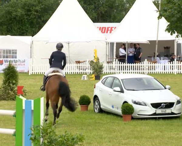 jumper Atlas (KWPN (Royal Dutch Sporthorse), 2005, from Tangelo van de Zuuthoeve)