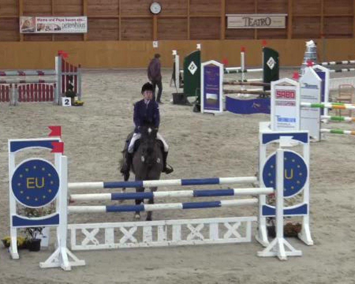 Springpferd Winetou B (KWPN (Niederländisches Warmblut), 2003, von Cobra)