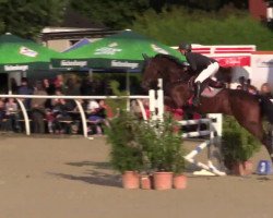 Springpferd Citterio du Gibet (Luxemburgisches Reitpferd, 2007, von Cormint)