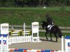 Springpferd Tyson 26 (Irish Sport Horse, 2005, von Douglas)