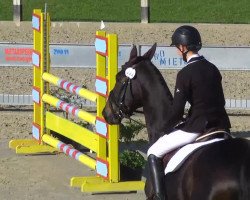 jumper Man in the Moon (Irish Sport Horse, 2003, from Puissance)