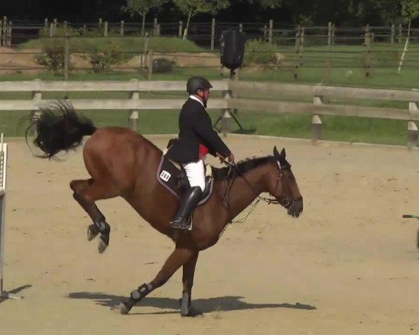 jumper Finest Diamond Clover (Irish Sport Horse, 1999, from Carrick Diamond Lad)