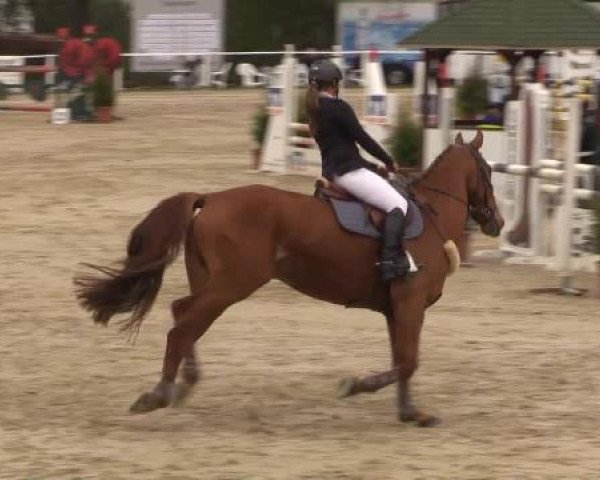 jumper Midas Well (Irish Sport Horse, 2001, from Touch Down)