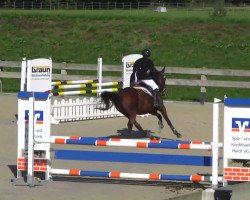 dressage horse Brookton (anglo european sporthorse, 2002)