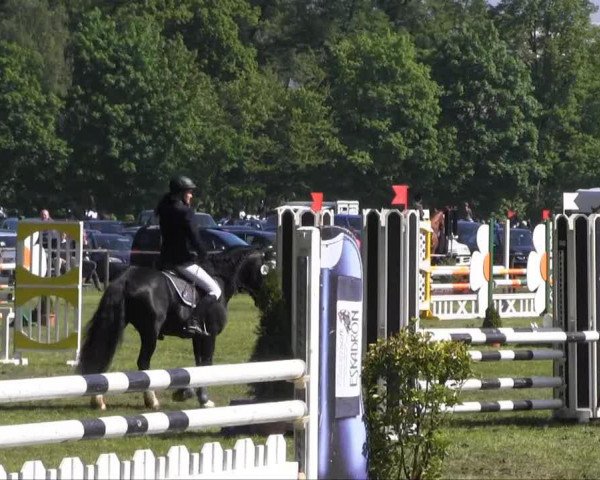 horse Arvalon Sainsbury (Welsh-Cob (Sek. D), 2007, from Neuaddparc Black Diamond)