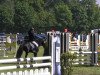 horse Arvalon Sainsbury (Welsh-Cob (Sek. D), 2007, from Neuaddparc Black Diamond)