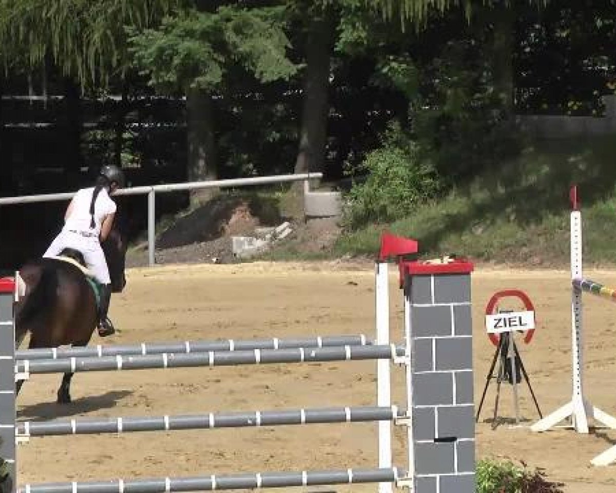 jumper Ohayo des Proyes (Selle Français, 2002, from Arpege Pierreville)