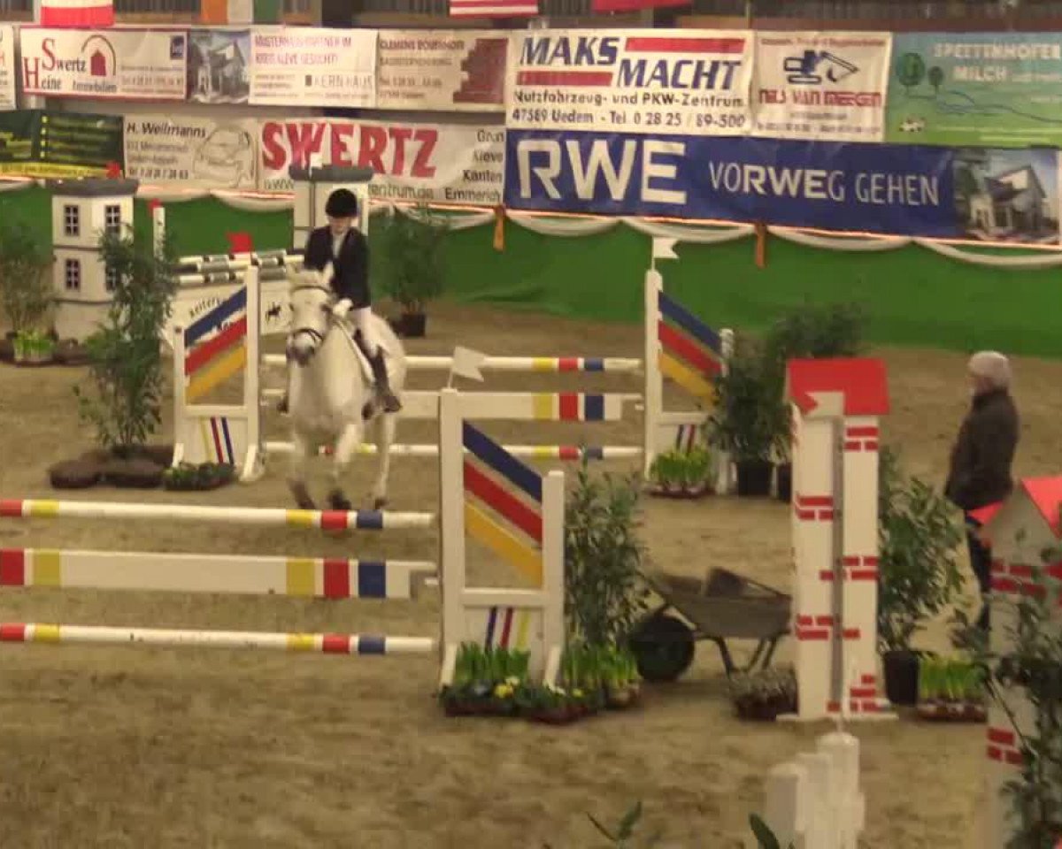 jumper Wupti S (Danish Warmblood, 2003, from Levisto Z)