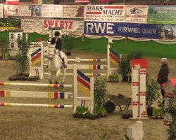 jumper Wupti S (Danish Warmblood, 2003, from Levisto Z)