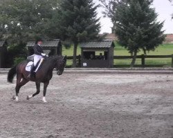 dressage horse Lübeck (Danish Warmblood, 1999, from Lobster)