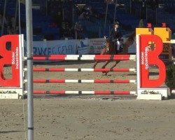 Springpferd Montoya G (Schwedisches Warmblut, 2003)