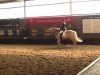 dressage horse Weltprinz 9 (Haflinger, 2002, from Avalon)