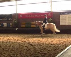 dressage horse Weltprinz 9 (Haflinger, 2002, from Avalon)