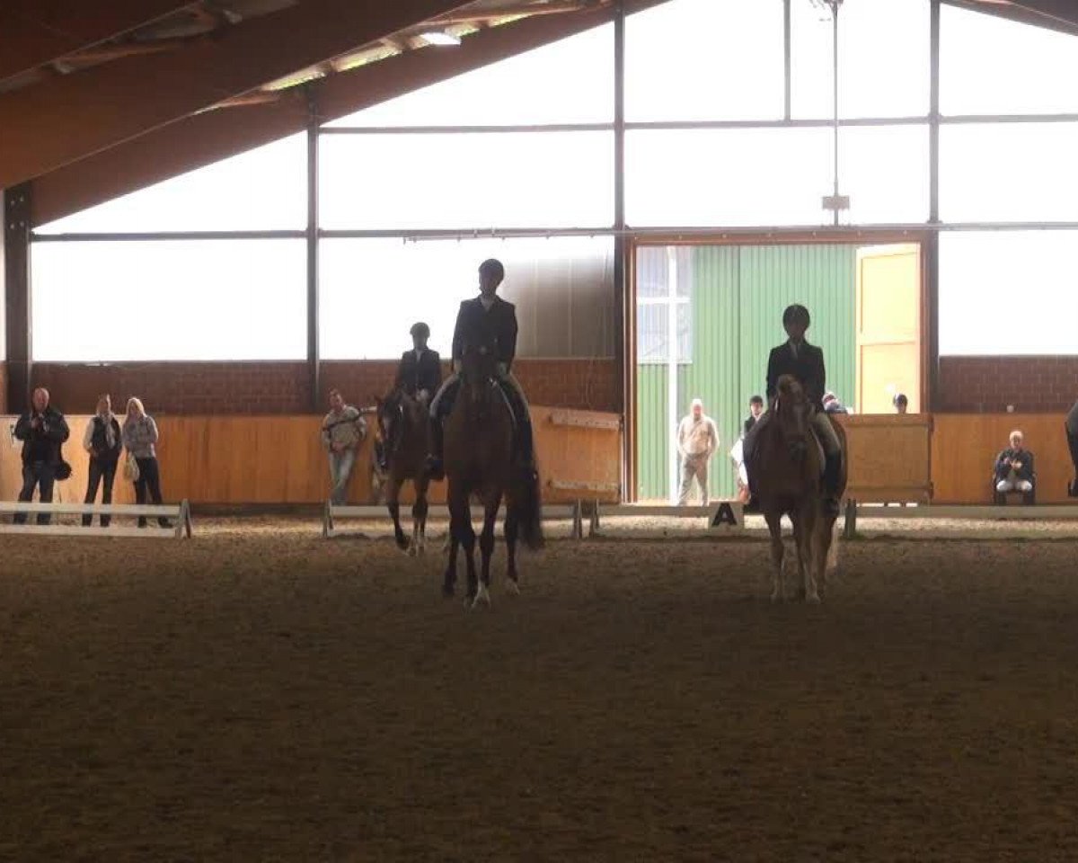 Dressurpferd Sir Cassius (Haflinger-Mix, 2001)