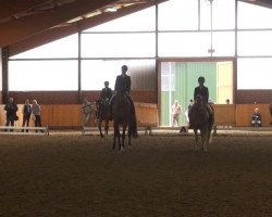 dressage horse Sir Cassius (Haflinger Mix, 2001)