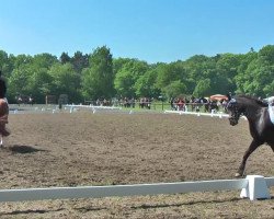 dressage horse Dark Angelo (unknown, 2003)