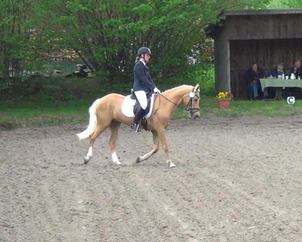 dressage horse April in the Dark (German Riding Pony, 2002)