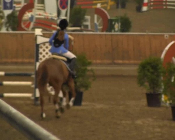 dressage horse Monti 185 (Pony without race description, 2006)