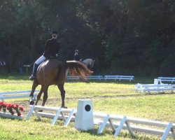 dressage horse Alanyo (unknown, 2004)