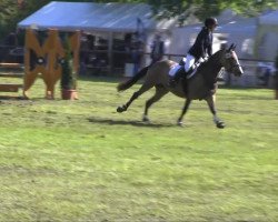 broodmare La-Ola (German Riding Pony, 2006, from Naron)