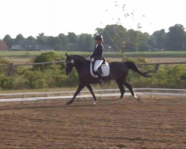 dressage horse Here I am 4 (German Sport Horse, 2004, from Hoyo de Monterey)