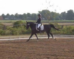 dressage horse Here I am 4 (German Sport Horse, 2004, from Hoyo de Monterey)