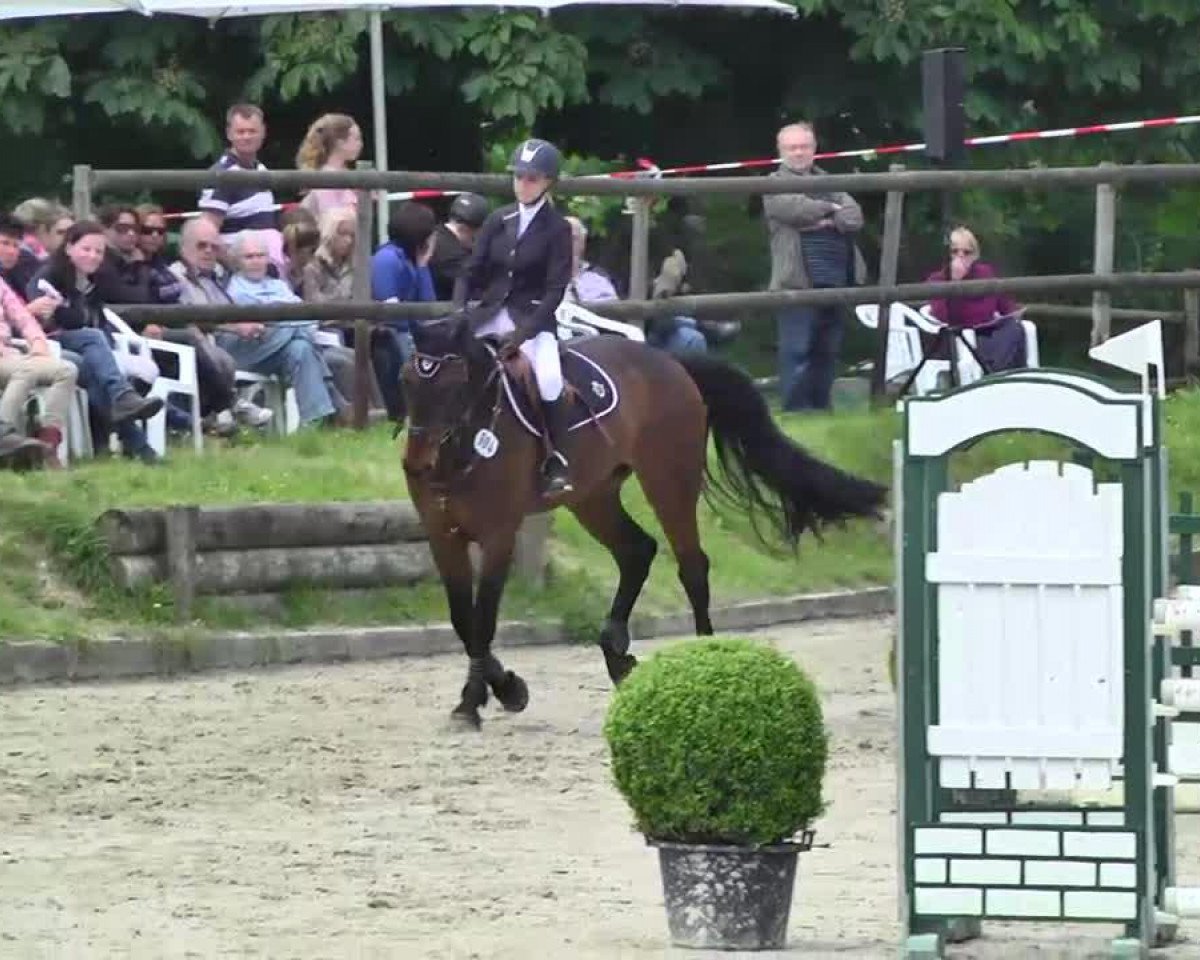 jumper Stakkorado (German Sport Horse, 2006, from Stanislaus)