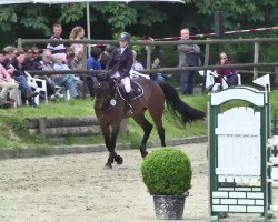 jumper Stakkorado (German Sport Horse, 2006, from Stanislaus)