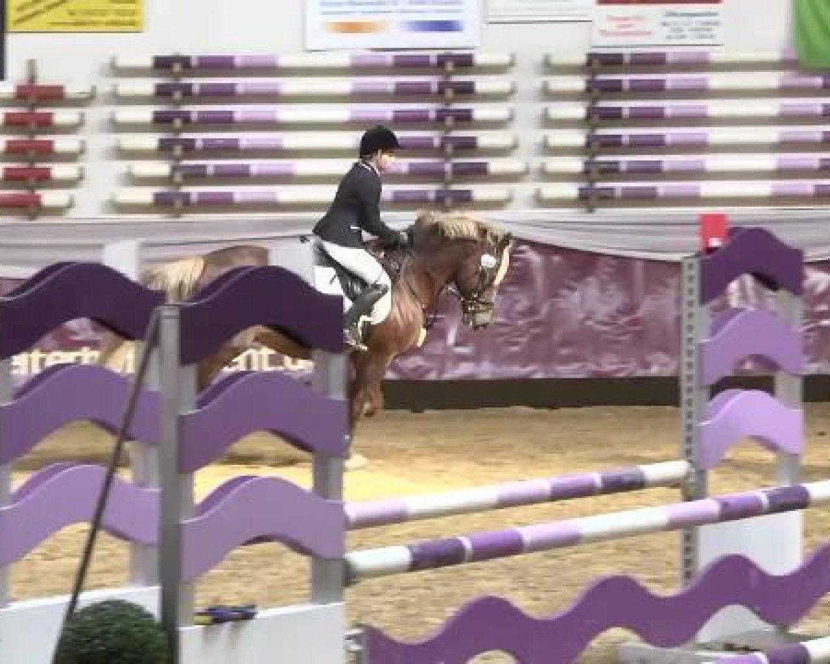 stallion Meisterhofs Mad Max (Welsh-Cob (Sek. D), 2005, from H-S Marius)