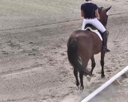 dressage horse Steinbrechers Wonder (Bavarian, 2004, from Caprimond)