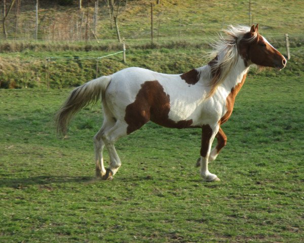 Pferd Mustang (Quarter Horse, 2011)