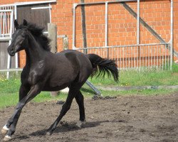 broodmare Smulla (Hanoverian, 2014, from Spörcken)