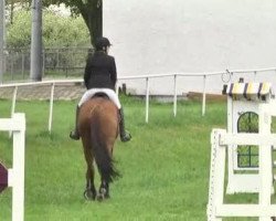 dressage horse Fräulein Felice S (Bavarian, 2005, from Mc Intosh)