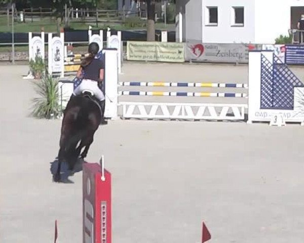 jumper Chairman S (Bavarian, 2004, from Conteur)