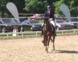 dressage horse Done 4 (Bavarian, 2008, from Don Diamond)