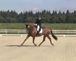 dressage horse Percy 243 (Bavarian, 2004, from Pasolongo)