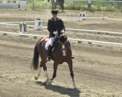 dressage horse Quelle Belle B (Bavarian, 2006, from Que Sera)