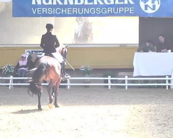 dressage horse Fürst-Picco (Bavarian, 2005, from Fürst Piccolo)