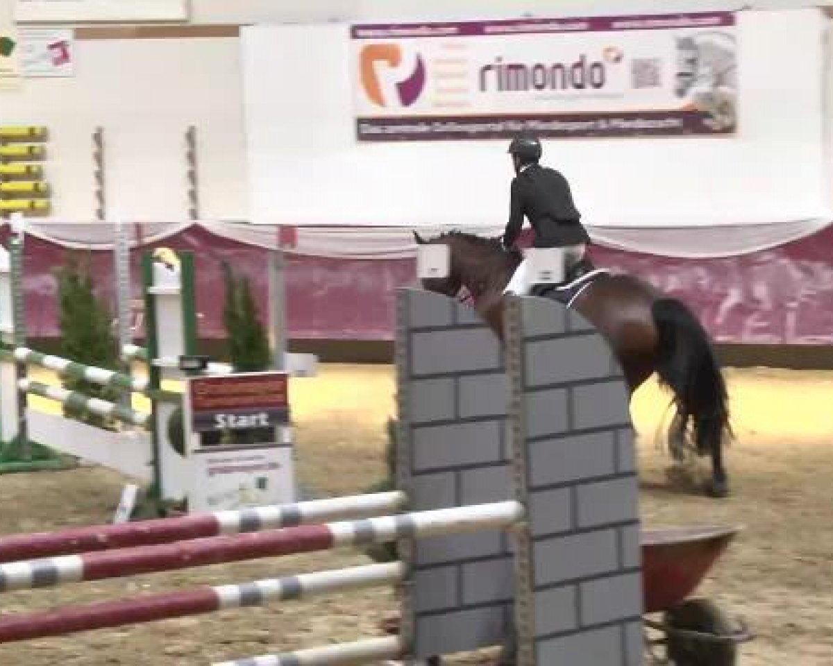 jumper Quadriano (Bavarian, 2007, from Quadrigus M)
